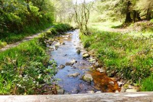 Discover Laois: The Perfect Day Trip from Dublin