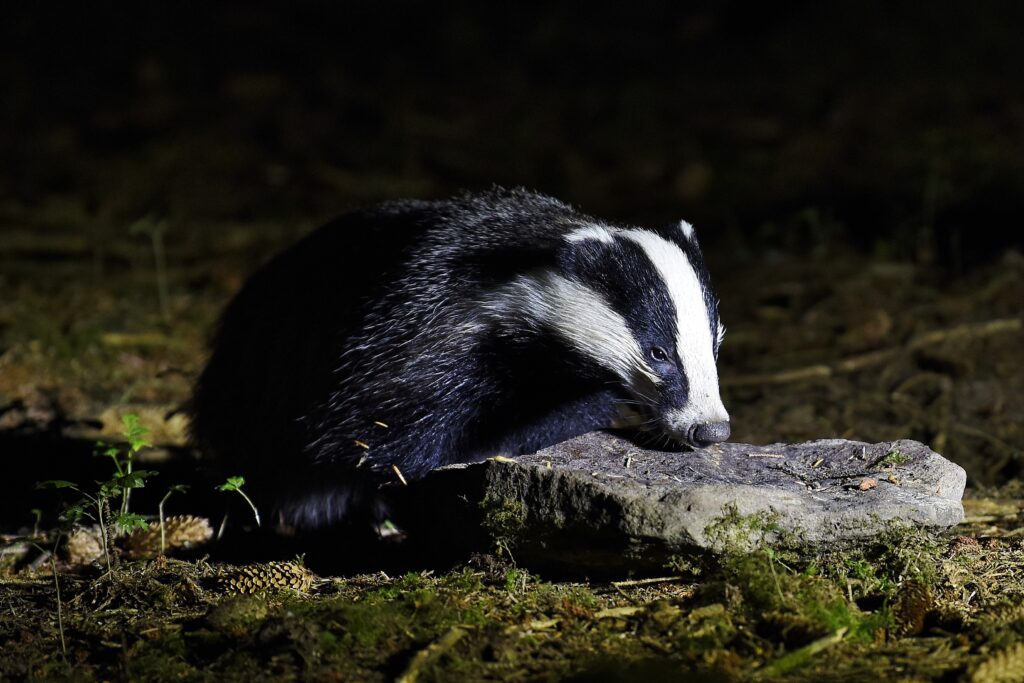 Night-time Wildlife Experience by Irish Photography Hides is one of the best things to do at night in Ireland